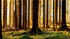 Technical Theme: Södra